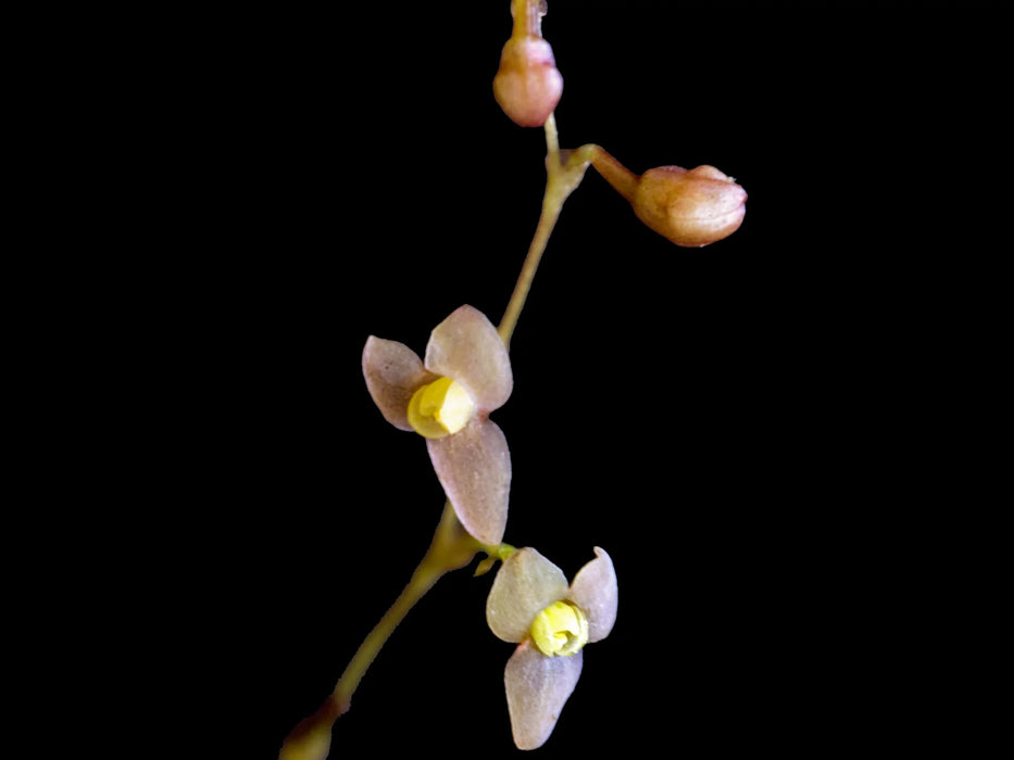 Stelis maloi