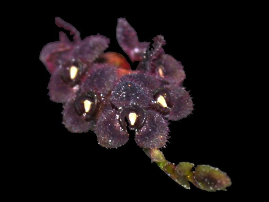 Stelis microchila