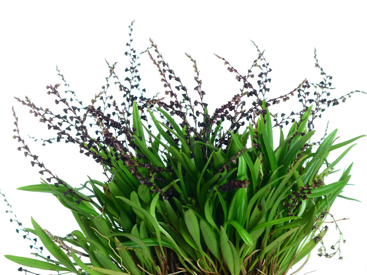 Stelis muscifera — Ecuagenera Orquídeas del Ecuador
