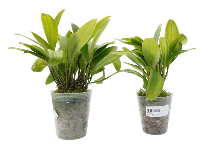 Stelis nanegalensis (Big)