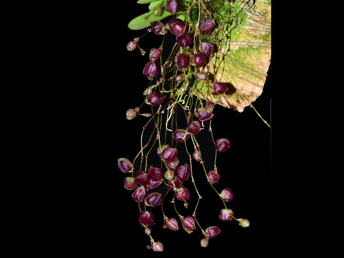 Stelis nycterina — Ecuagenera Orquídeas del Ecuador