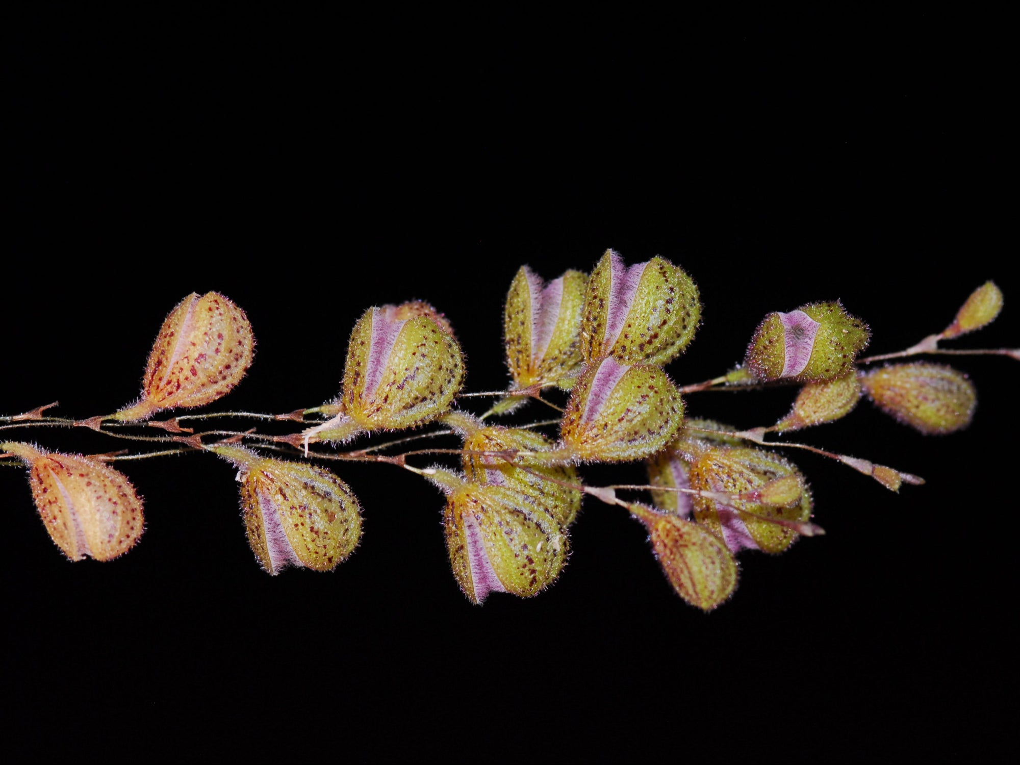 Stelis oscargrouchii — Ecuagenera Orquídeas del Ecuador