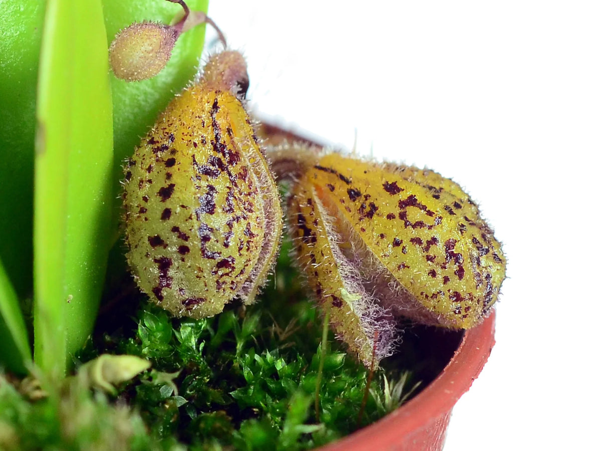 Stelis_oscargrouchii_1200x900.