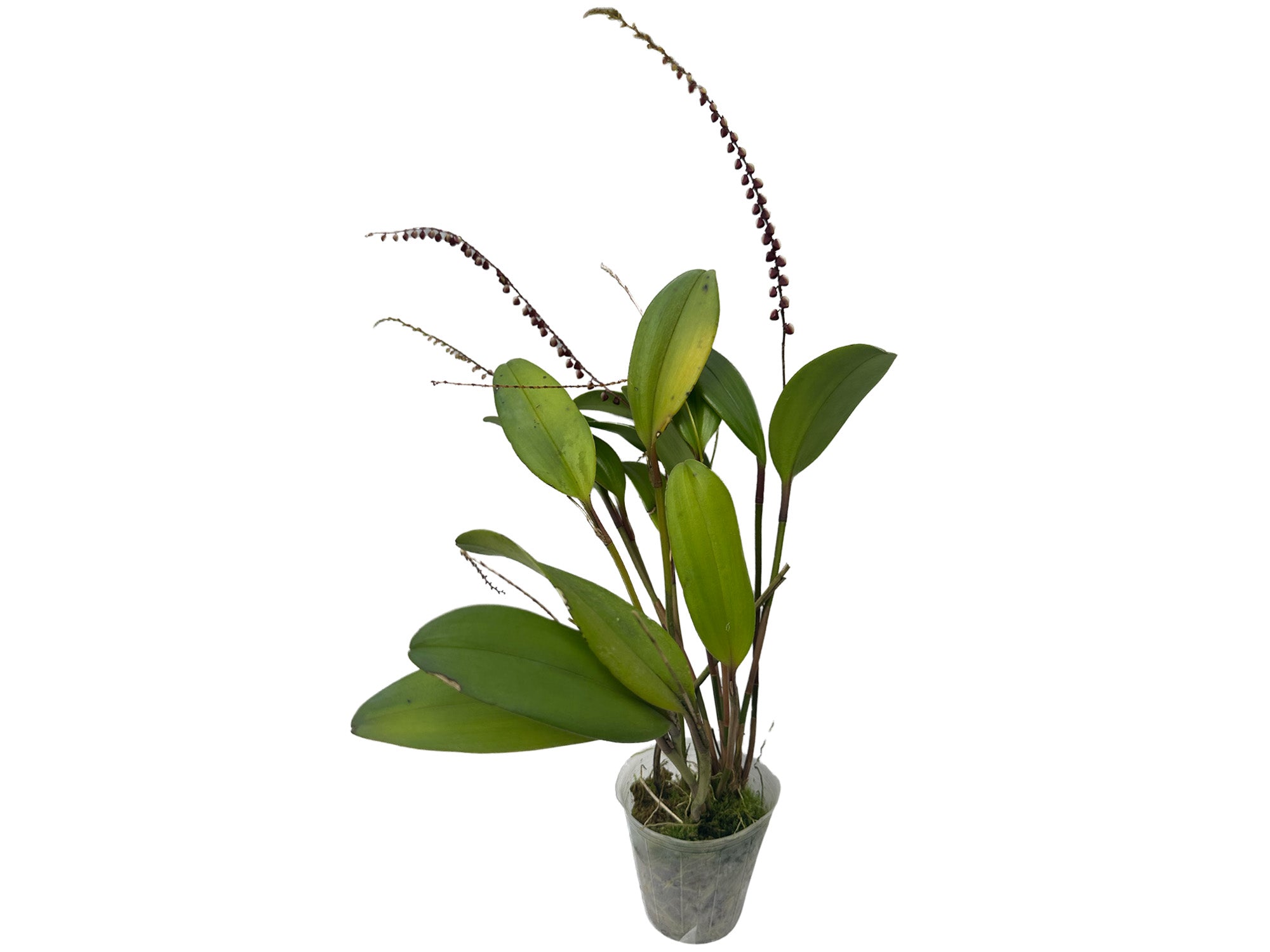 Stelis pardipes