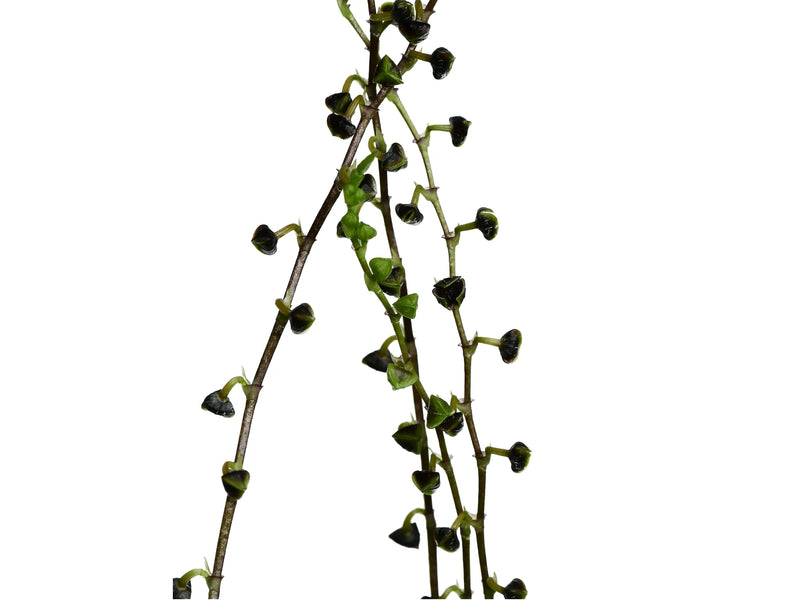 Stelis platystachya