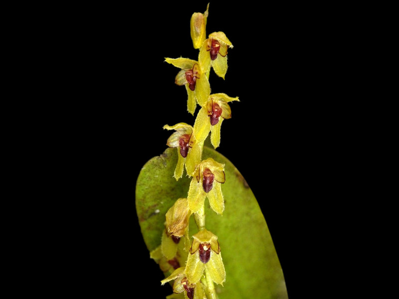 Stelis pulchella