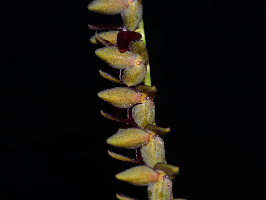 Stelis reniformis