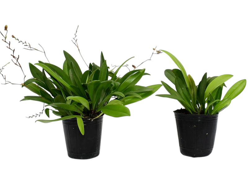 Stelis rodrigoi (Big)