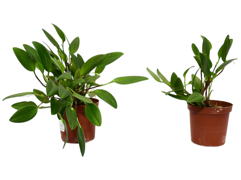 Stelis stevensonii (Big)