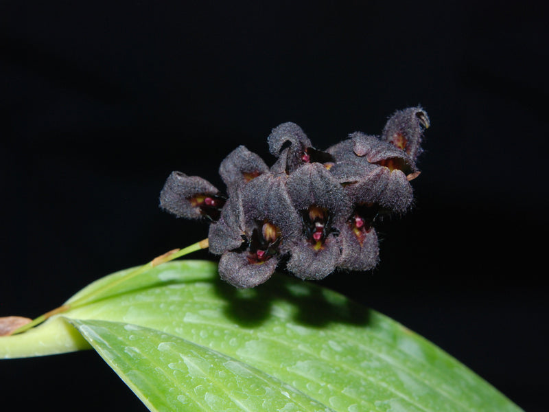 Stelis tarantula