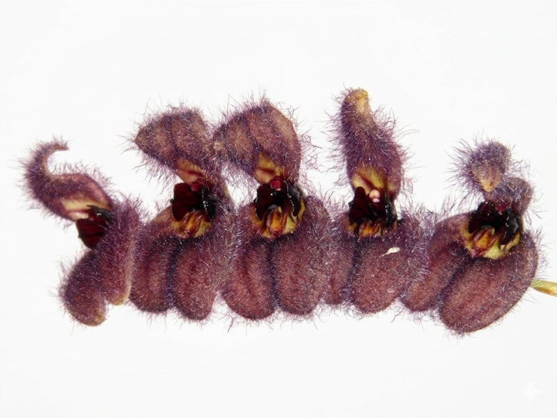 Stelis tarantula