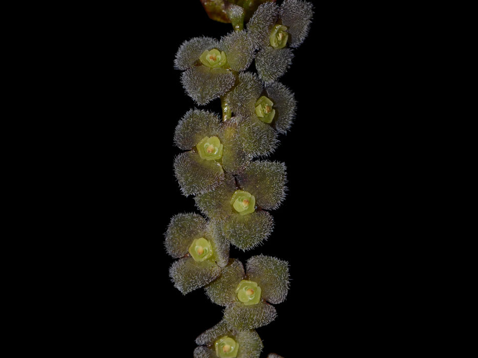 Stelis tridentata