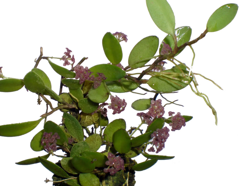 Stelis umbelliformis