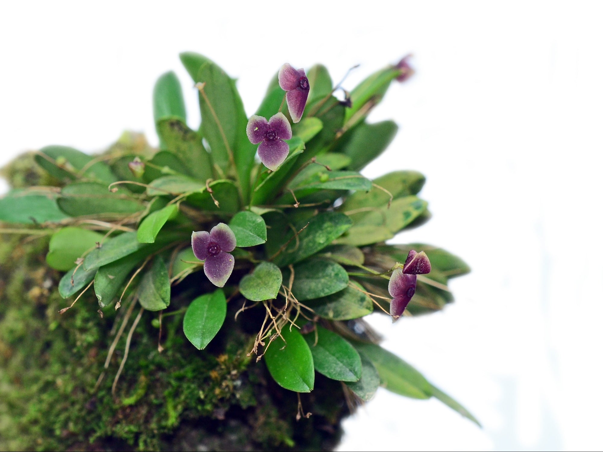 Stelis uniflora
