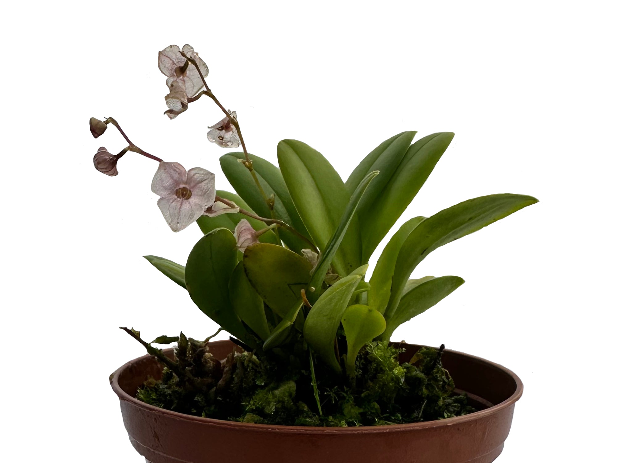 Stelis dactyloptera