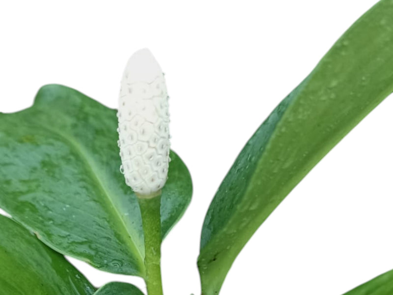 Stenospermation spruceanum