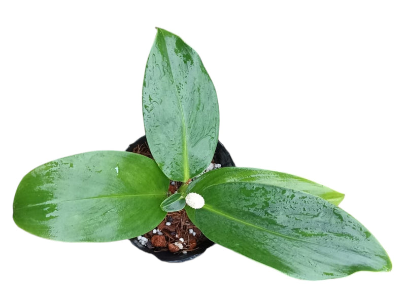 Stenospermation spruceanum