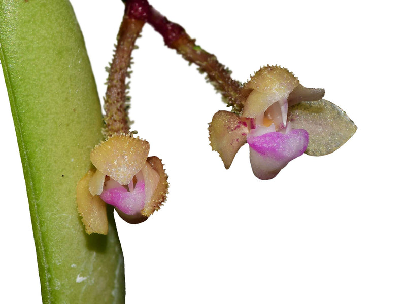 Stereochilus erinaceus