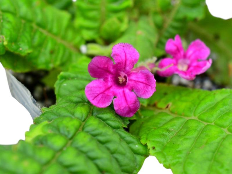Streptocarpus dunnii cf