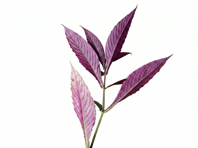 Strobilanthes dyeriana