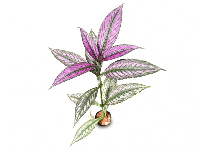 Strobilanthes dyeriana
