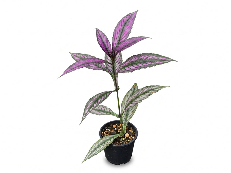 Strobilanthes dyeriana