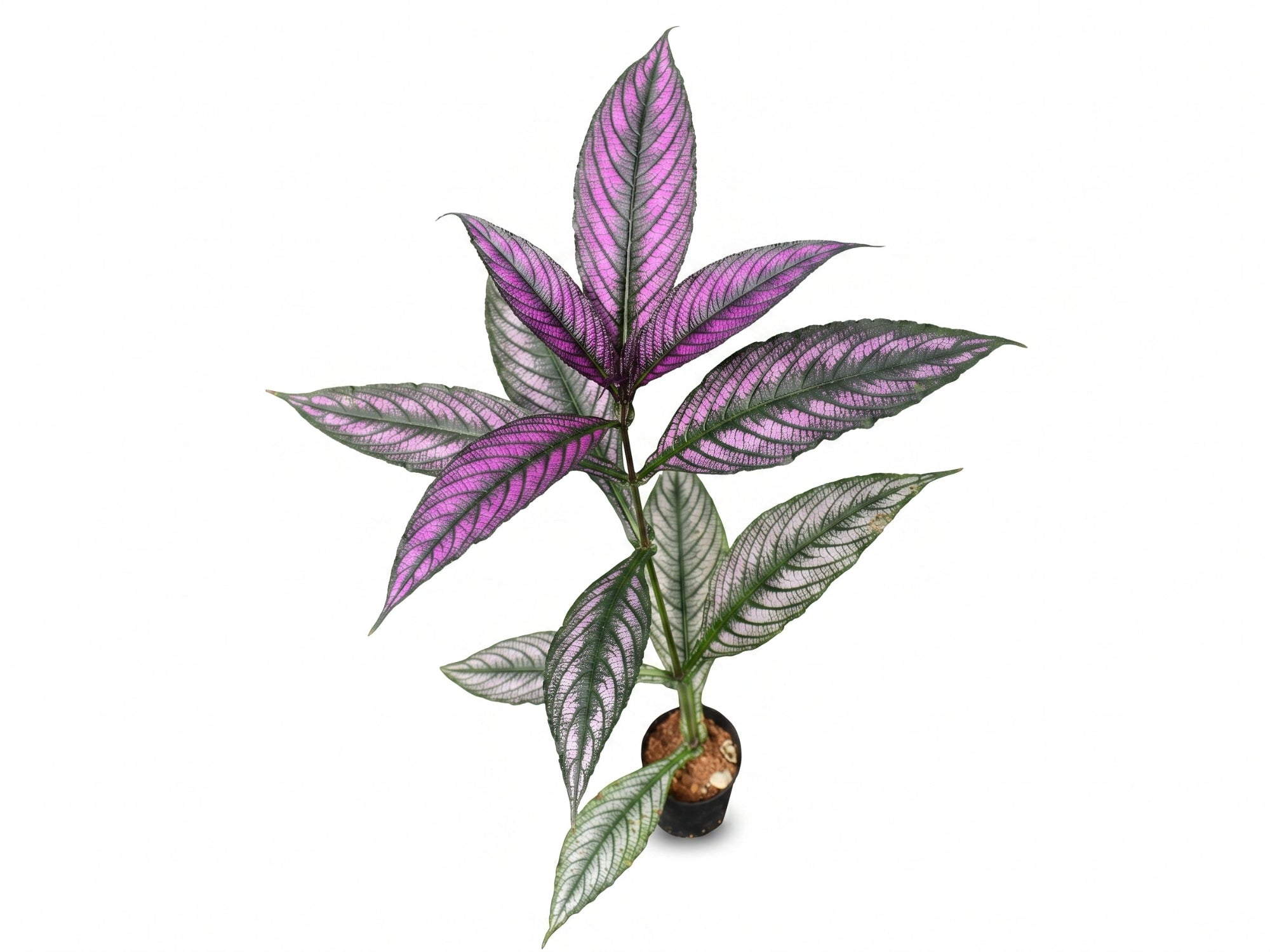Strobilanthes dyeriana