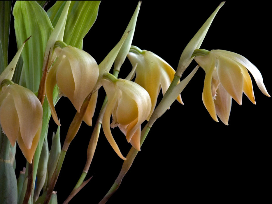 Sudamerlycaste andreettae