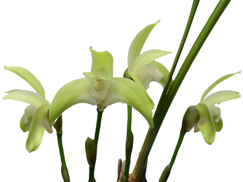Sudamerlycaste barrowiorum