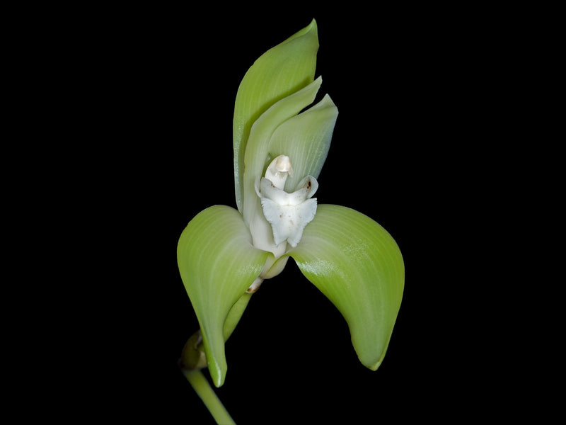 Sudamerlycaste barrowiorum