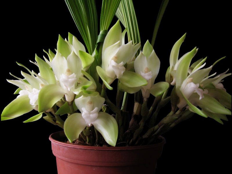 Sudamerlycaste barrowiorum