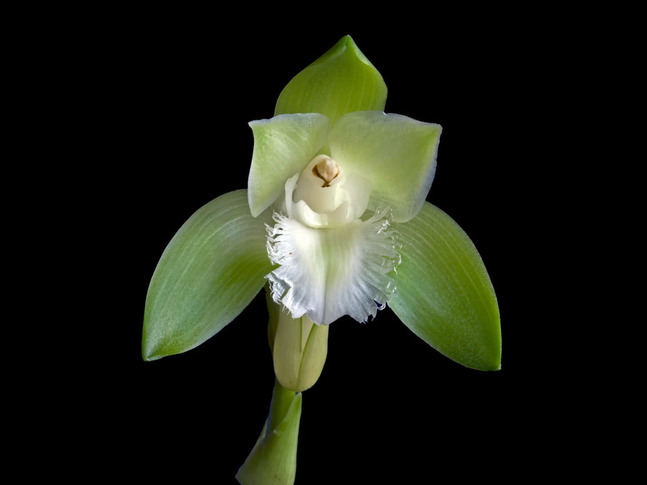 Sudamerlycaste jamesiorum