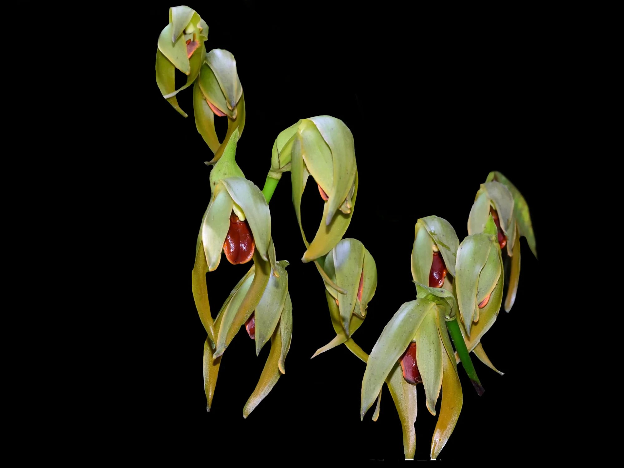Sudamerlycaste heynderycxii
