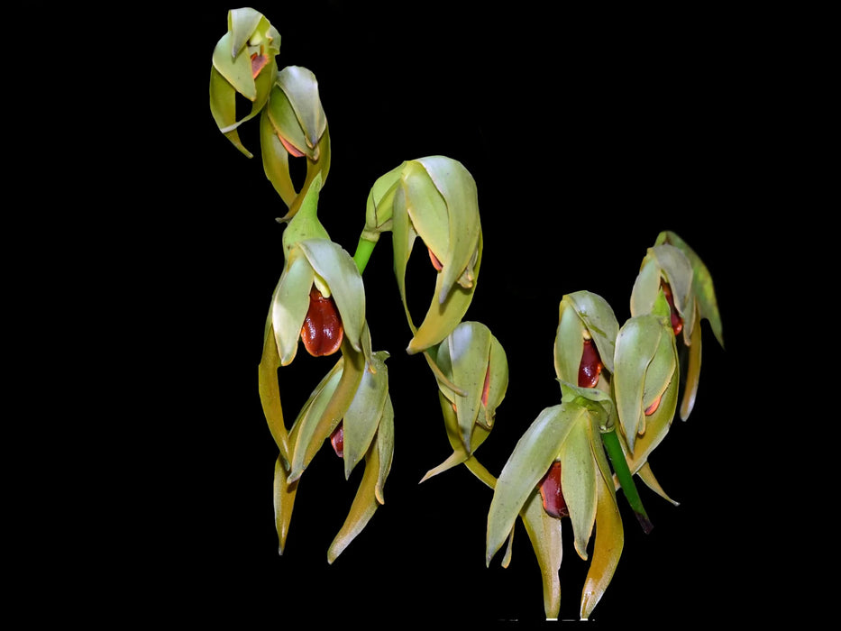 Sudamerlycaste x  monopampanensis