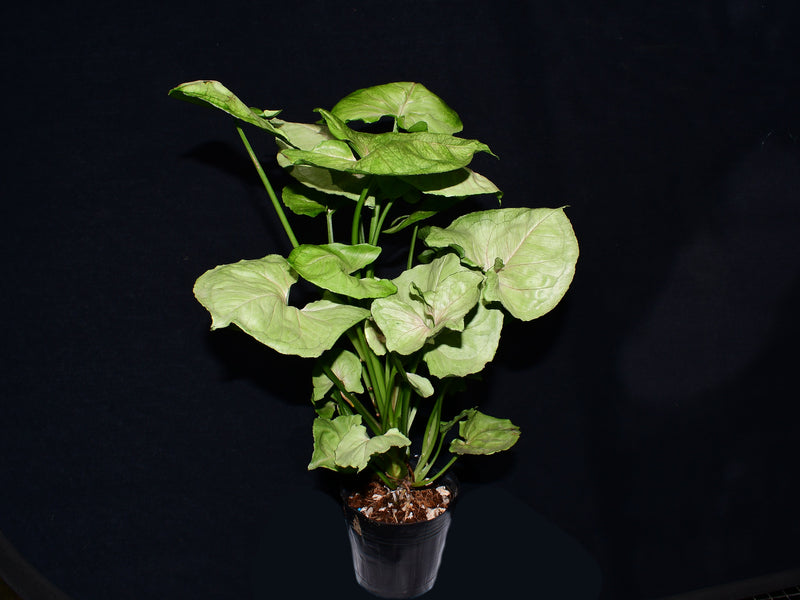 Syngonium Freckles Grey Ghost