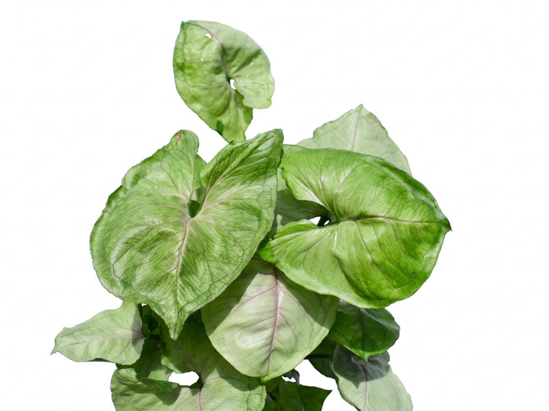 Syngonium Freckles Grey Ghost