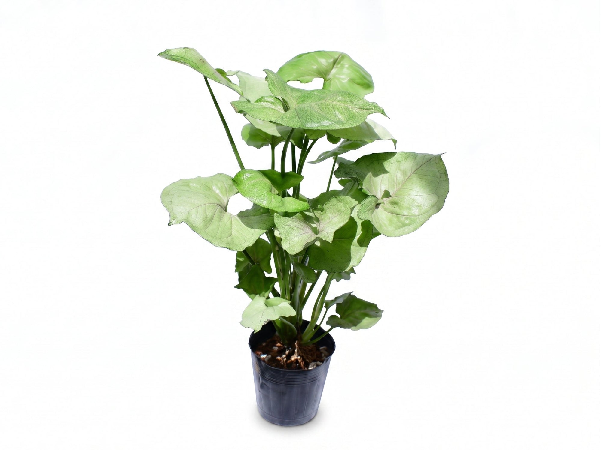 Syngonium Freckles Grey Ghost