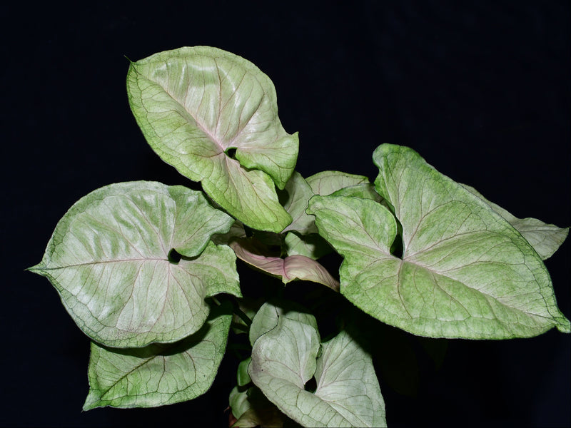 Syngonium Freckles Grey Ghost