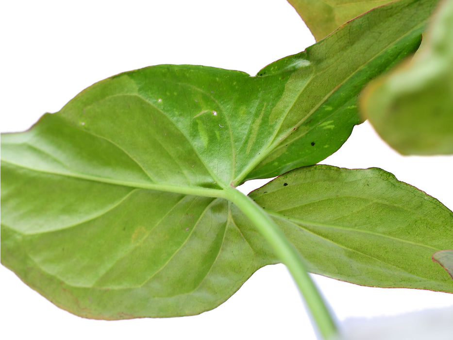 Syngonium Milk Confetti