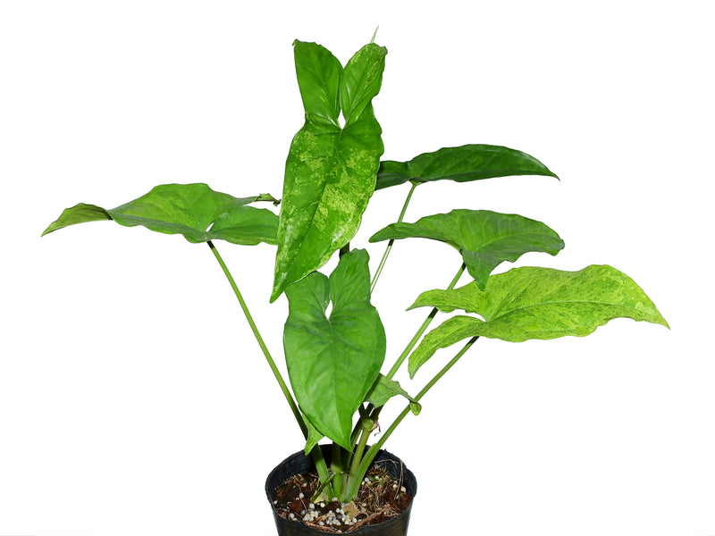 Syngonium Mint