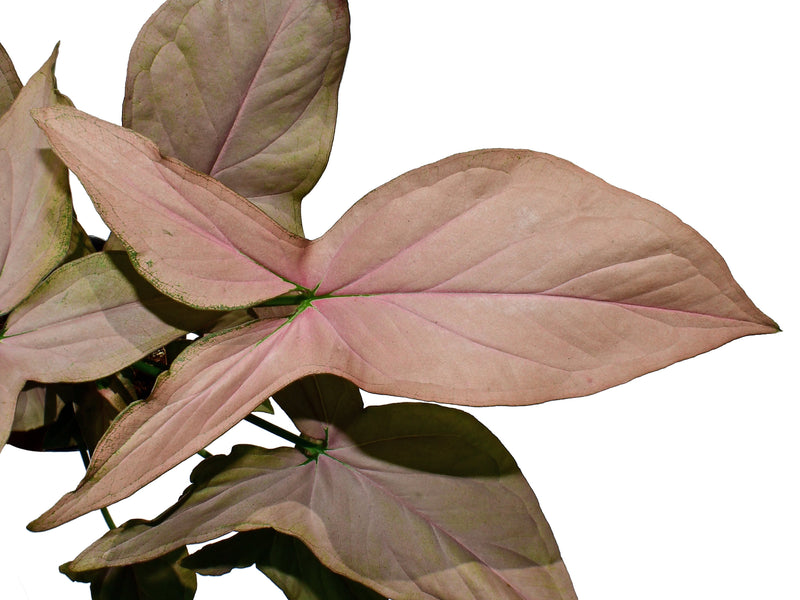 Syngonium Pink Arrow