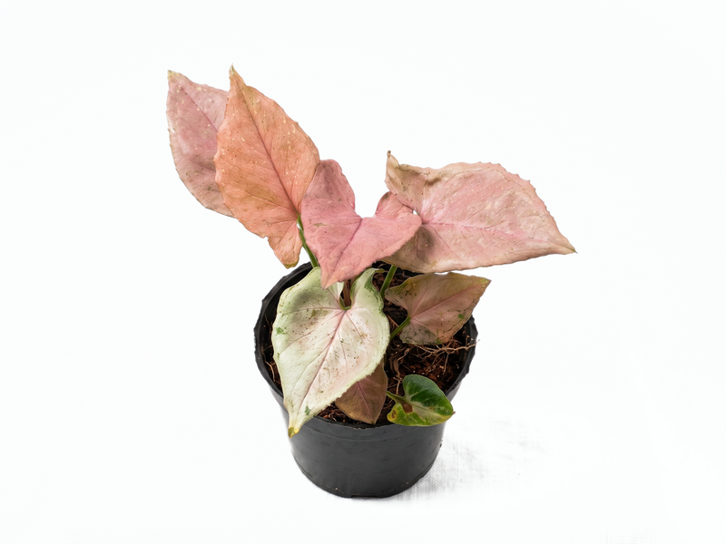 Syngonium Pink Perfection