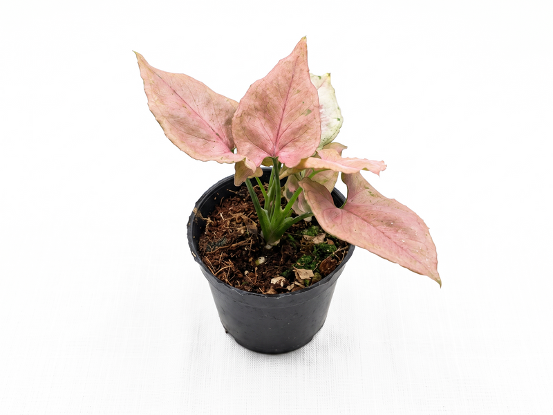 Syngonium Pink Perfection