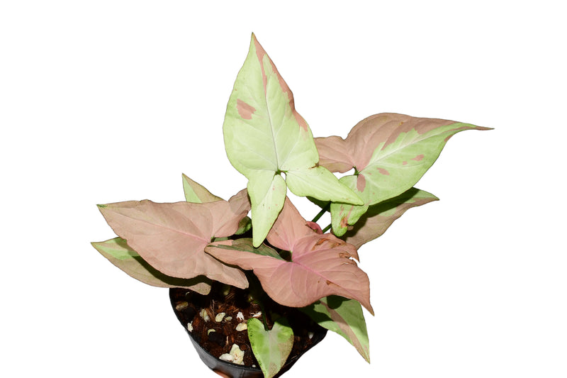 Syngonium Pink Salmon