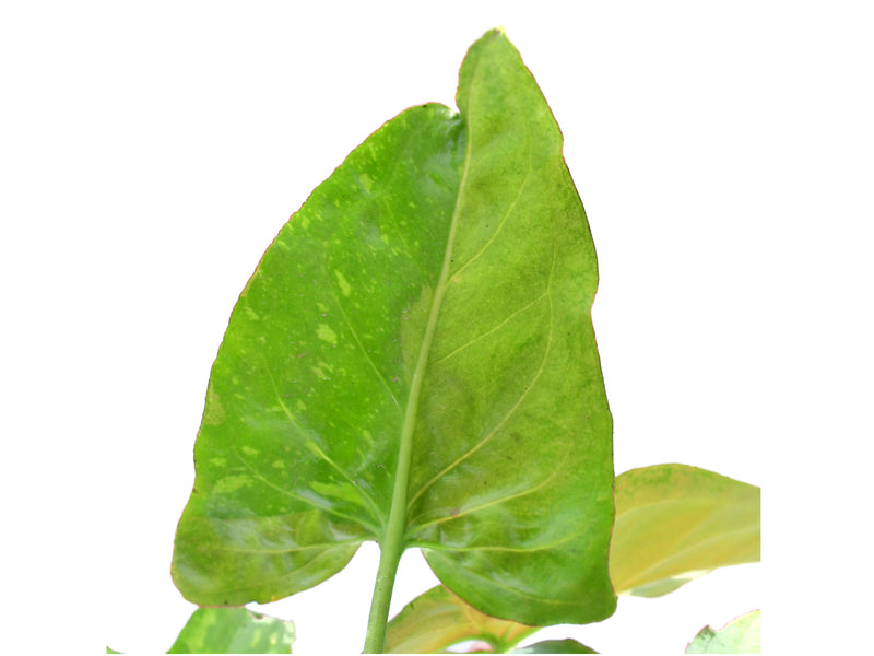 Syngonium Red Spot Tricolor