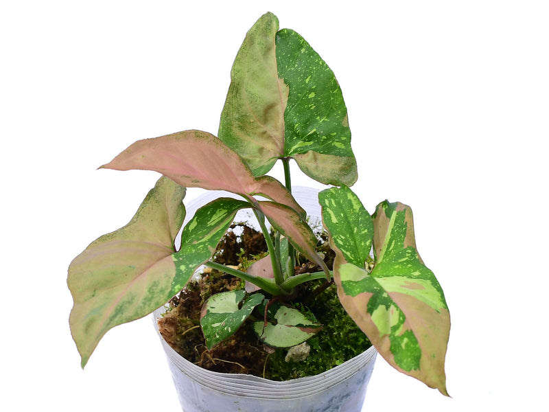 Syngonium Red Spot Tricolor