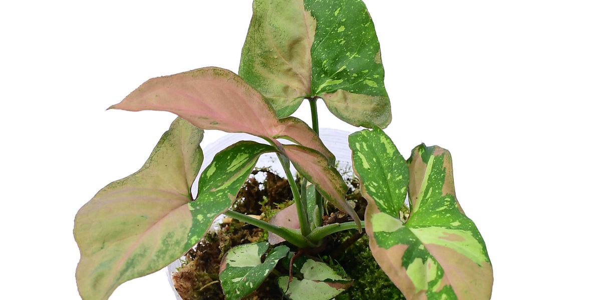 Syngonium_Red_Spot_Tricolor_2_ 
