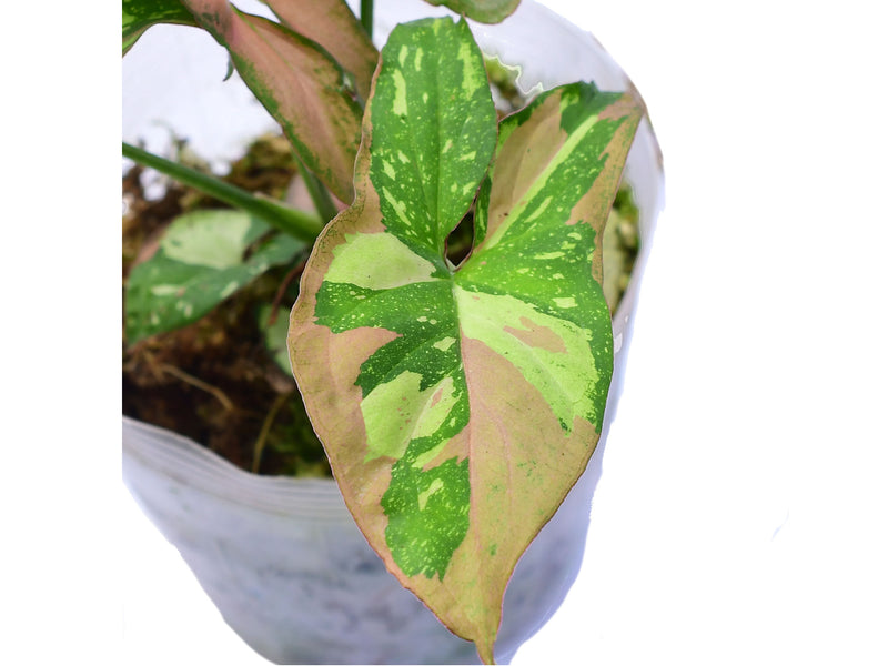 Syngonium Red Spot Tricolor