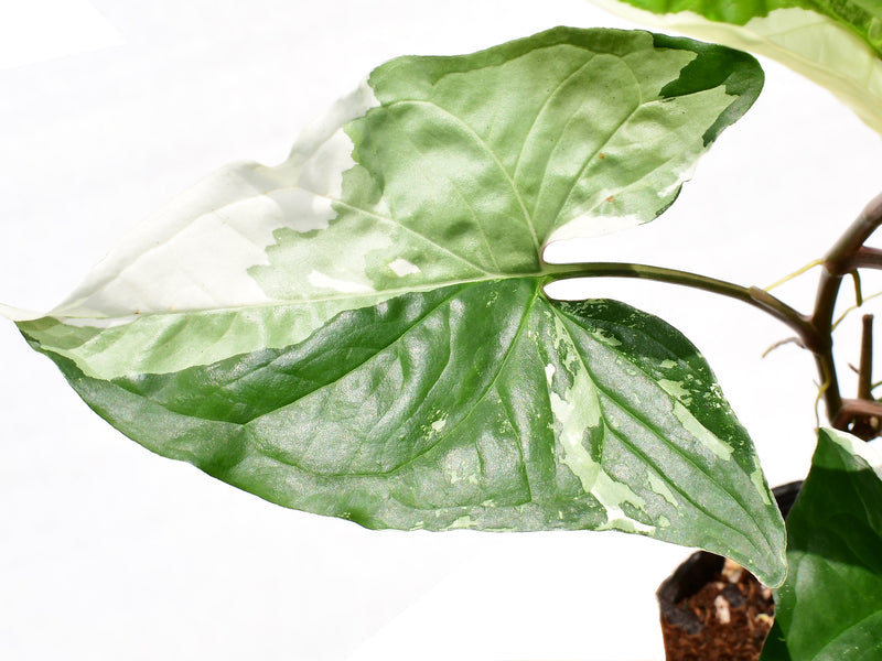 Syngonium podophyllum # 1