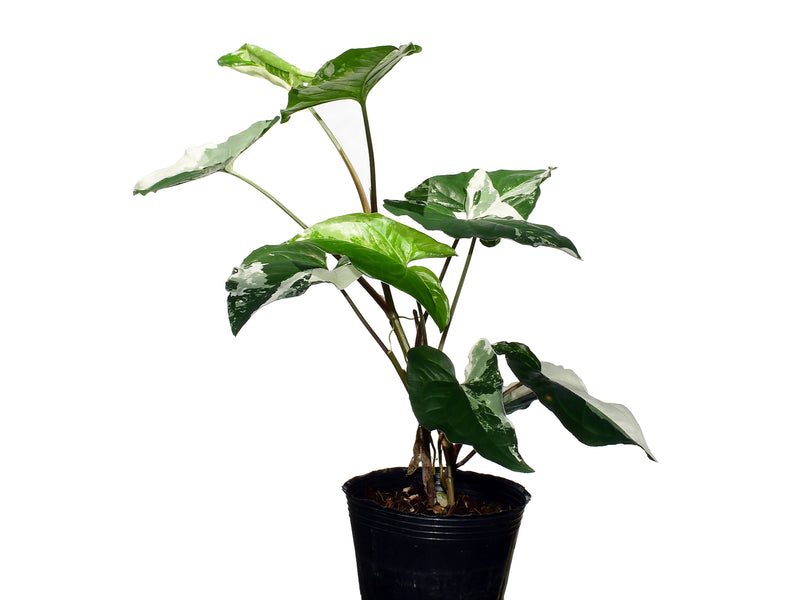 syngonium podophyllum house plants Syngonium podophyllum | Classic Tropical Aroid